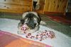 Kaukasischer Schäferhund Hund