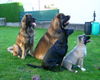 Kaukasischer Schäferhund Foto: Bruno mit seinem Rudel (ID 35224) Kaukasischer Schäferhund Hund
