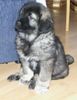Kaukasischer Schäferhund Hund
