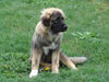 Kaukasischer Schäferhund Foto: Liza (ID 34949) Kaukasischer Schäferhund Hund