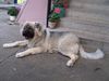 Kaukasischer Schäferhund Foto: Orka 6 Monate alt (ID 17869) Kaukasischer Schäferhund Hund