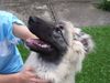 Kaukasischer Schäferhund Foto: Orka 5 Monate alt (ID 17871) Kaukasischer Schäferhund Hund