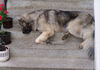 Kaukasischer Schäferhund Foto: Orka sleeping (ID 24533) Kaukasischer Schäferhund Hund