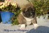 Kaukasischer Schäferhund Foto: Molly von der Rudeljahne 4 Wochen (ID 45285) Kaukasischer Schäferhund Hund
