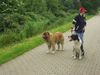 Kaukasischer Schäferhund Hund