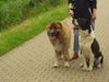 Kaukasischer Schäferhund Hund