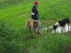 Kaukasischer Schäferhund Hund