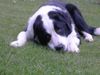 Kaukasischer Schäferhund Foto: Kimmy 1 Jahr (ID 22583) Kaukasischer Schäferhund Hund