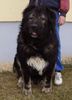 Kaukasischer Schäferhund Foto: Candidate Champion of Poland, Candidate International Champion, Polish Club Winner, Multi Best Male in Breed, Multi Best of Breed Winner Remeny Dombi BRUNO (ID 37134) Kaukasischer Schäferhund Hund