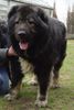 Kaukasischer Schäferhund Foto: Candidate Champion of Poland, Candidate International Champion, Polish Club Winner, Multi Best Male in Breed, Multi Best of Breed Winner Remeny Dombi BRUNO \ (ID 37135) Kaukasischer Schäferhund Hund