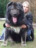 Kaukasischer Schäferhund Foto: Candidate Champion of Poland, Candidate International Champion, Polish Club Winner, Multi Best Male in Breed, Multi Best of Breed Winner Remeny Dombi BRUNO \\ (ID 37136) Kaukasischer Schäferhund Hund
