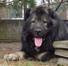 Kaukasischer Schäferhund Foto: Candidate Champion of Poland, Candidate International Champion, Polish Club Winner, Multi Best Male in Breed, Multi Best of Breed Winner Remeny Dombi BRUNO \\\\\\\\\\\\\\\\ (ID 37138) Kaukasischer Schäferhund Hund