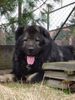 Kaukasischer Schäferhund Foto: Candidate Champion of Poland, Candidate International Champion, Polish Club Winner, Multi Best Male in Breed, Multi Best of Breed Winner Remeny Dombi BRUNO \\\\\\\\\\\\\\\\\\\\\\\\\\\\\\\\\\\\\\\\\\\\\\\\\\\\\\\\\\\\\\\\ (ID 37140) Kaukasischer Schäferhund Hund