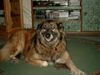 Kaukasischer Schäferhund Hund