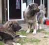 Kaukasischer Schäferhund Foto: Belaja und Chern´ka von der alten Dorfschule (ID 32661) Kaukasischer Schäferhund Hund