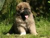 Kaukasischer Schäferhund, Fantasia von Inguri - 7,5 wochen , Fantasia von Inguri - 7,5 wochen