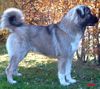 Kaukasischer Schäferhund Hund