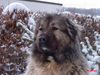 Kaukasischer Schäferhund Foto: Agi) Rus.-Rph.-Nekar Ajgul World Winner 2003/ International Champion (ID 19279) Kaukasischer Schäferhund Hund