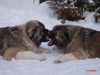 Kaukasischer Schäferhund Foto: Agi) Rus.-Rph.-Nekar Ajgul World Winner 2003/ International Champion )+ Vam Bos Echinus 9 Months old (ID 19280) Kaukasischer Schäferhund Hund