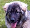 Kaukasischer Schäferhund Hund