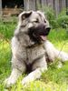 Kaukasischer Schäferhund Hund