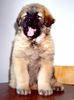 Kaukasischer Schäferhund Hund