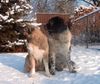 Kaukasischer Schäferhund Hund