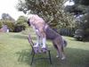 Kaukasischer Schäferhund Hund