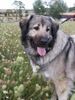 Kaukasischer Schäferhund Hund