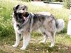 Kaukasischer Schäferhund Hund