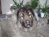Kaukasischer Schäferhund Hund