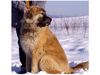 Kaukasischer Schäferhund Hund
