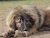 Kaukasischer Schäferhund Hund