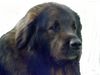 Kaukasischer Schäferhund Hund