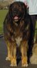 Kaukasischer Schäferhund Hund