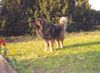 Kaukasischer Schäferhund Hund