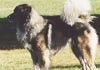 Kaukasischer Schäferhund Hund