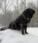 Kaukasischer Schäferhund Hund
