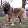 Kaukasischer Schäferhund Foto: Lara 2 Jahre (ID 19939) Kaukasischer Schäferhund Hund