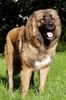 Kaukasischer Schäferhund Hund