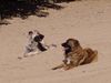 Kaukasischer Schäferhund Hund