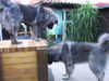 Kaukasischer Schäferhund Foto: Chern´ka und Belaja (ID 32748) Kaukasischer Schäferhund Hund