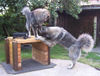 Kaukasischer Schäferhund Foto: Chern´ka und Belaja (ID 32749) Kaukasischer Schäferhund Hund