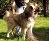 Kaukasischer Schäferhund Hund
