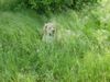 Kaukasischer Schäferhund Foto: Wo bin ich? (ID 18767) Kaukasischer Schäferhund Hund