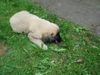 Kaukasischer Schäferhund Hund