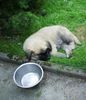 Kaukasischer Schäferhund Hund