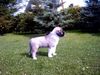 Kaukasischer Schäferhund Hund