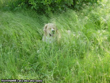 Kaukasischer Schäferhund Hunde Foto 18767 Kaukasischer Schäferhund Wo bin ich?