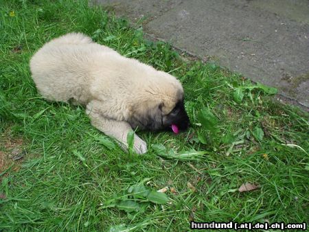 Kaukasischer Schäferhund Hunde Foto 10787 Kaukasischer Schäferhund Samson mit 2 Monaten im Garten inzwischen ist er 2 jahre alt